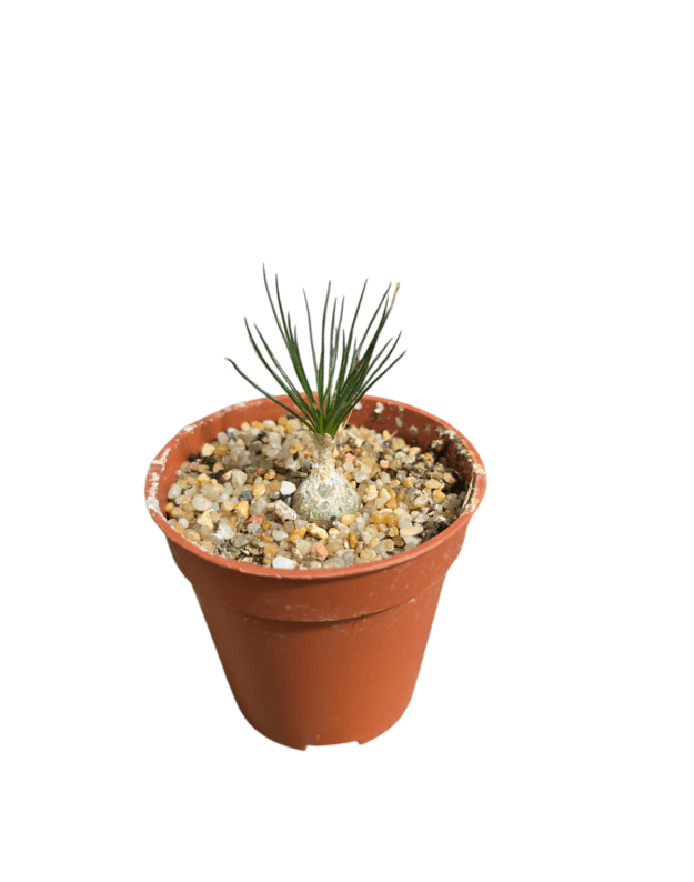 Ornithogalum sardienii