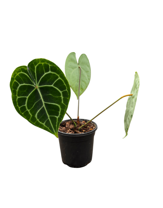 Anthurium clarinervium