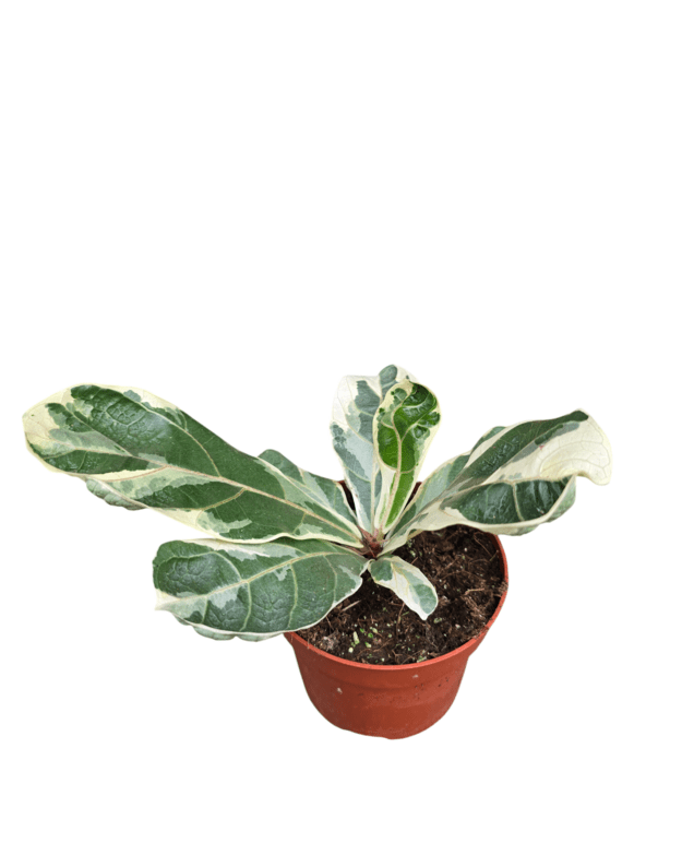 Ficus lyrata variegata nr.2