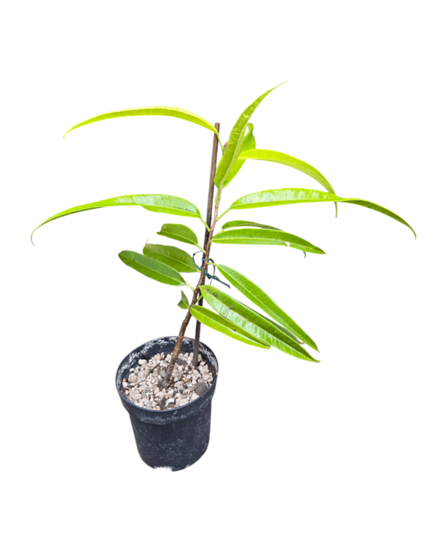 Ficus maclellandii alii variegated