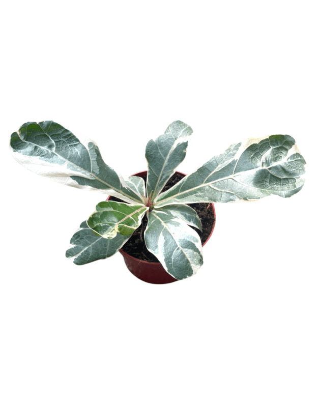 Ficus lyrata variegata