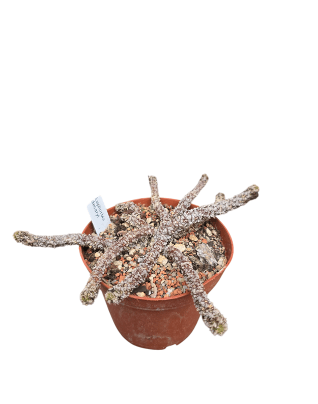 Euphorbia decaryi