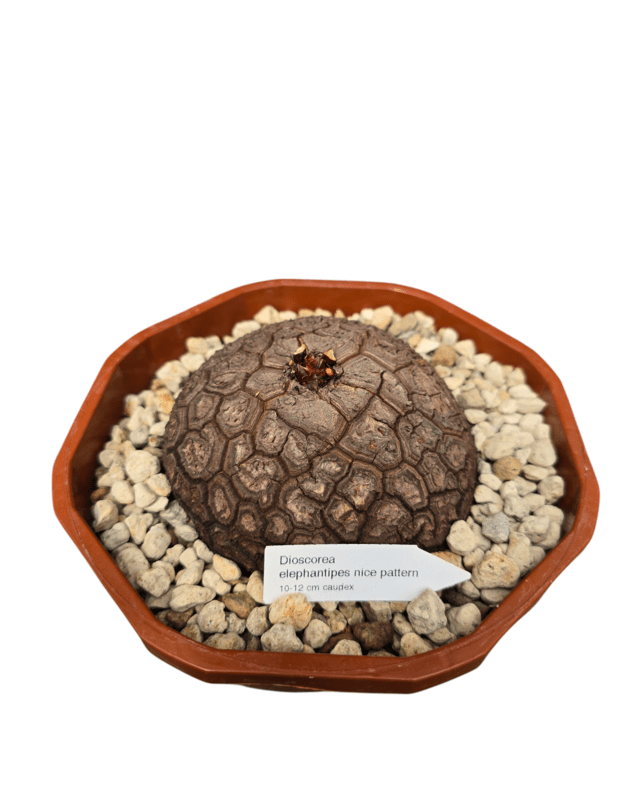 Dioscorea elephantipes