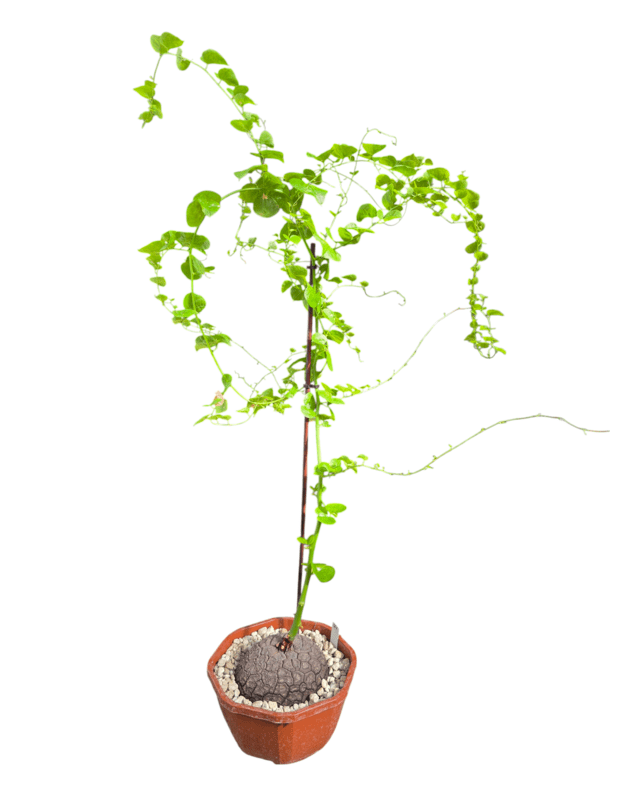 Dioscorea elephantipes