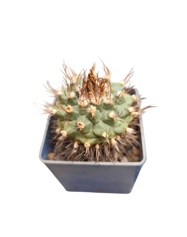 Turbinicarpus sp.