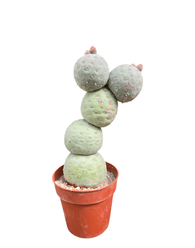 Tephrocactus geometricus 2