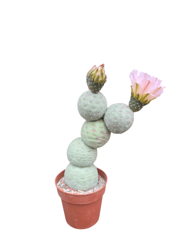 Tephrocactus geometricus 2 2