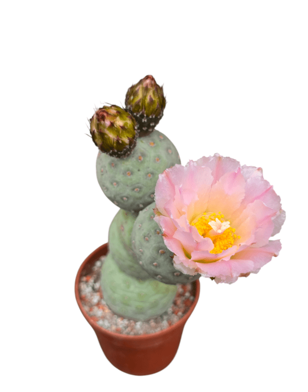 Tephrocactus geometricus 2