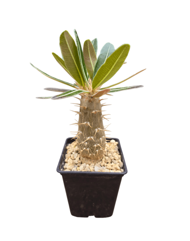 Pachypodium rosulatum 