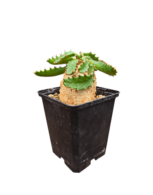Euphorbia stellata