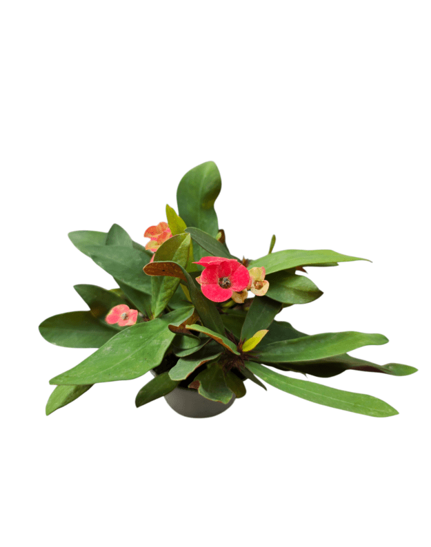 Euphorbia milii (raudona)