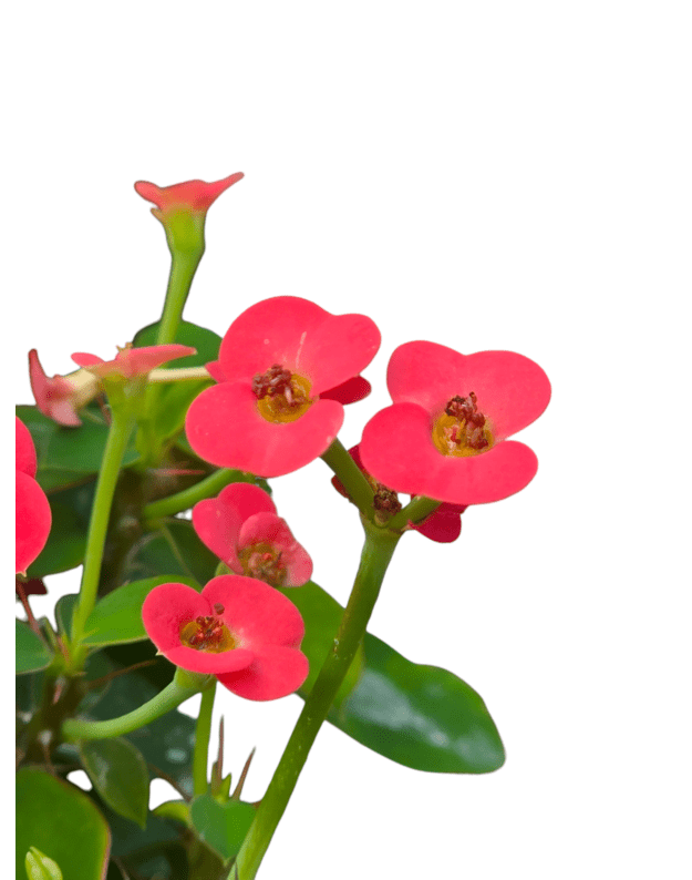 Euphorbia milii  1
