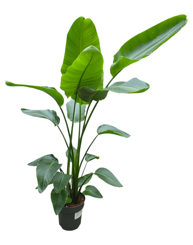 Strelitzia nicolai