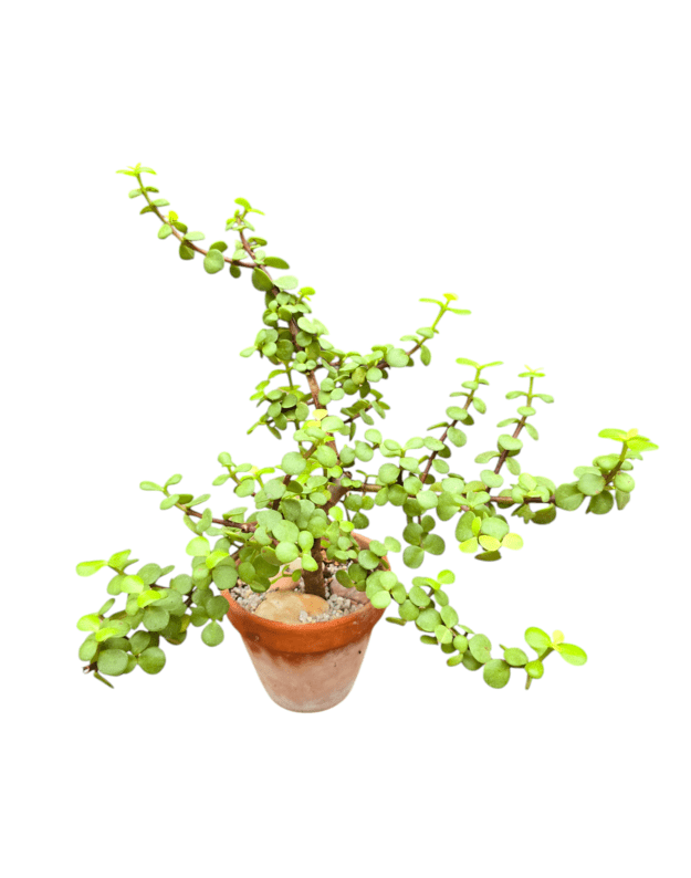Portulacaria afra lemon