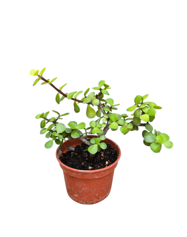 Portulacaria afra lemon 2