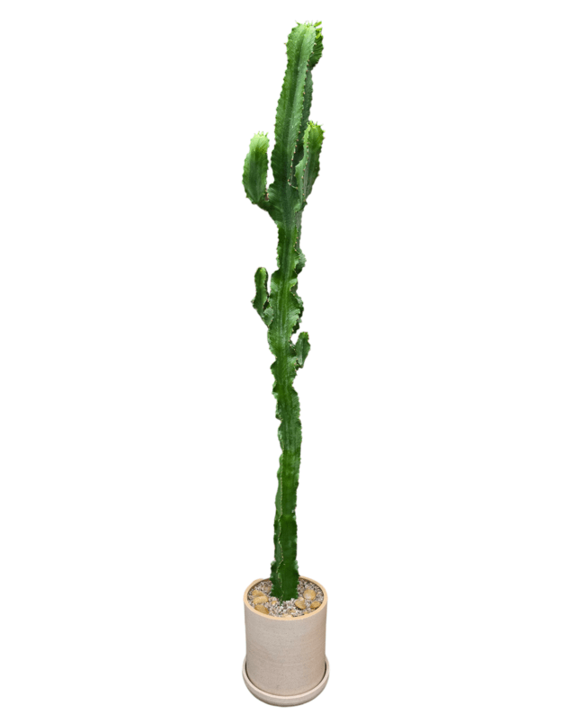 Euphorbia ingens