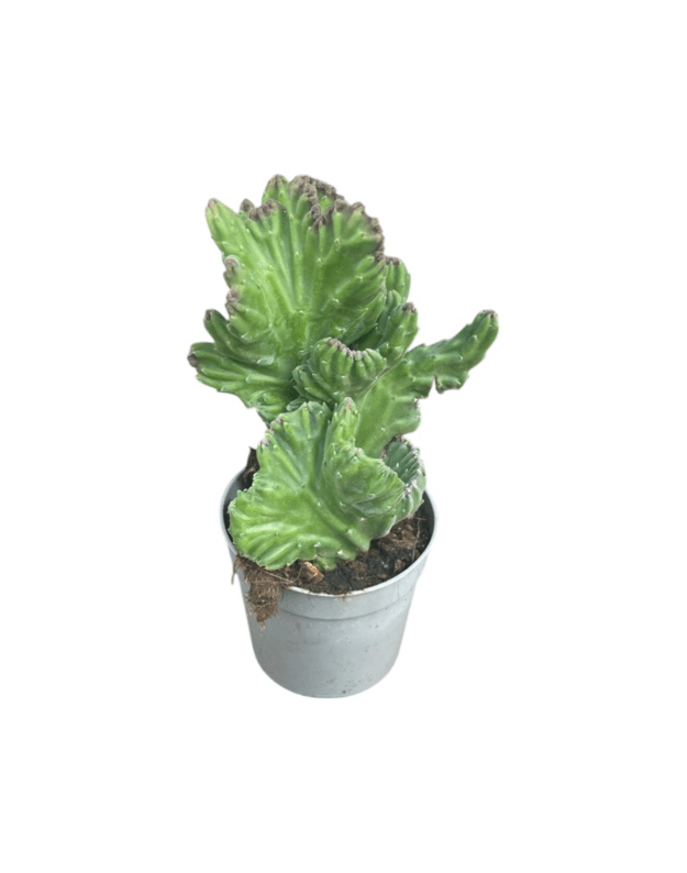 Stapelia leendertziae cristata