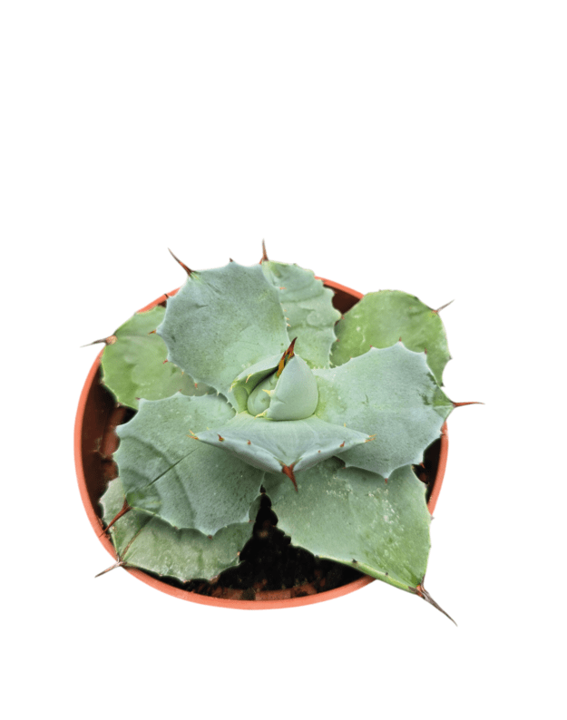 Agave potatorum