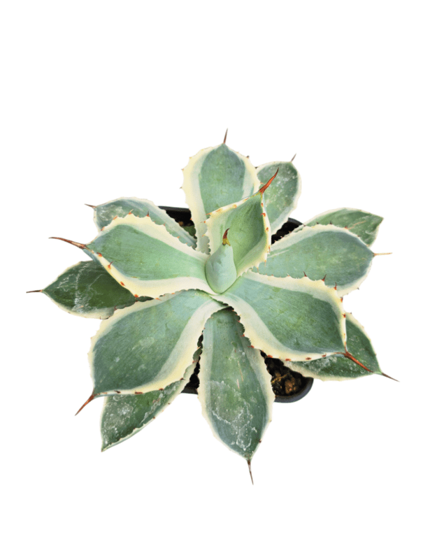 Agave potatorum variegata