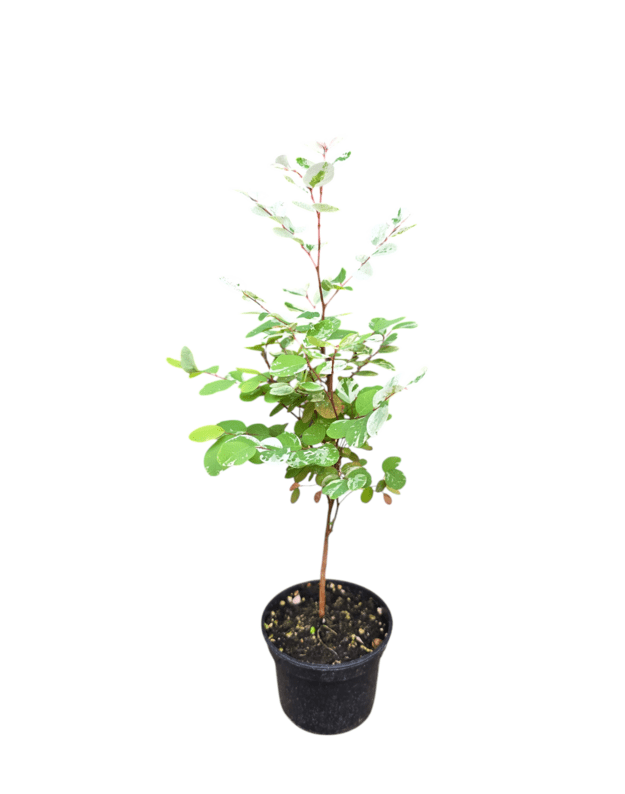 Breynia disticha nana