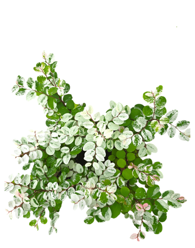 Breynia disticha nana