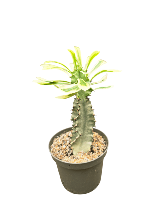 Euphorbia ingens variegata