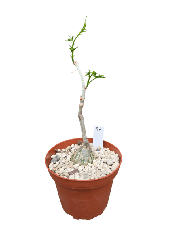 Cissus tuberosus