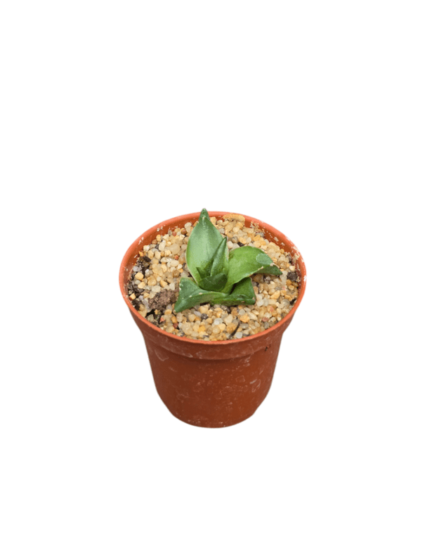 Agave pumila nana (mini augaliukas)
