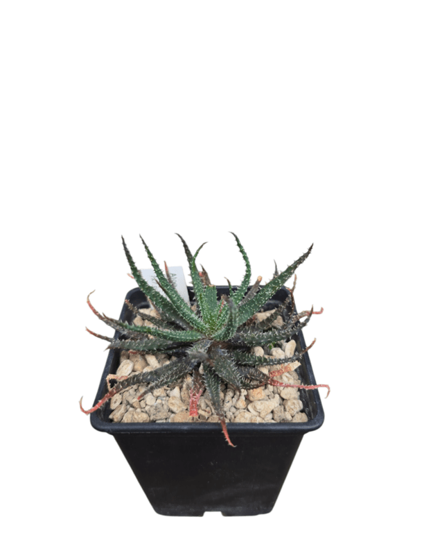 Aloe parvula