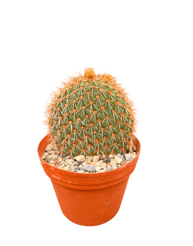 Opuntia pycnantha
