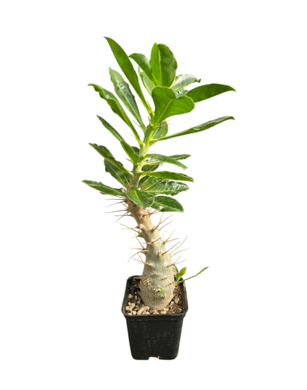 Pachypodium saundersii