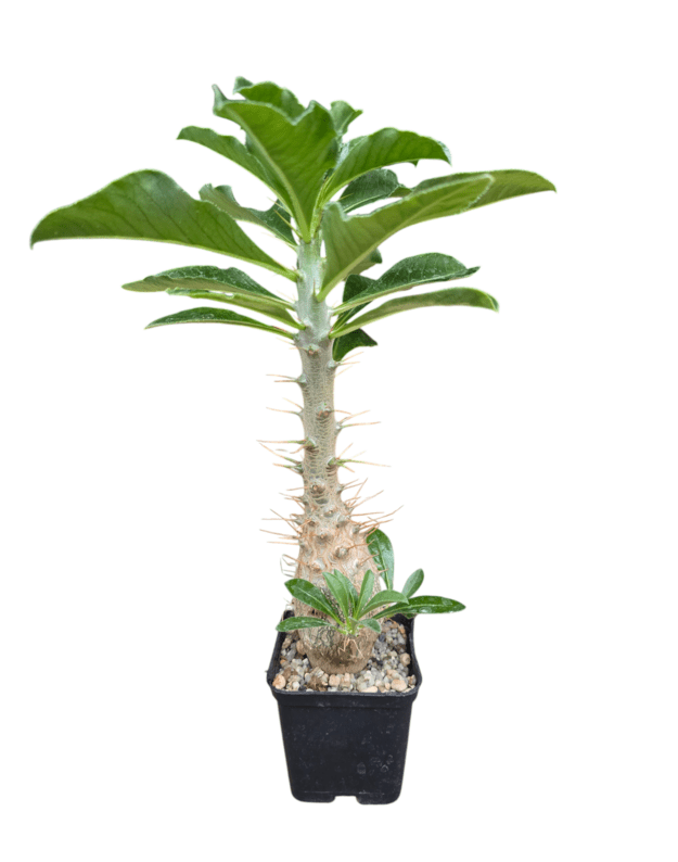 Pachypodium saundersii