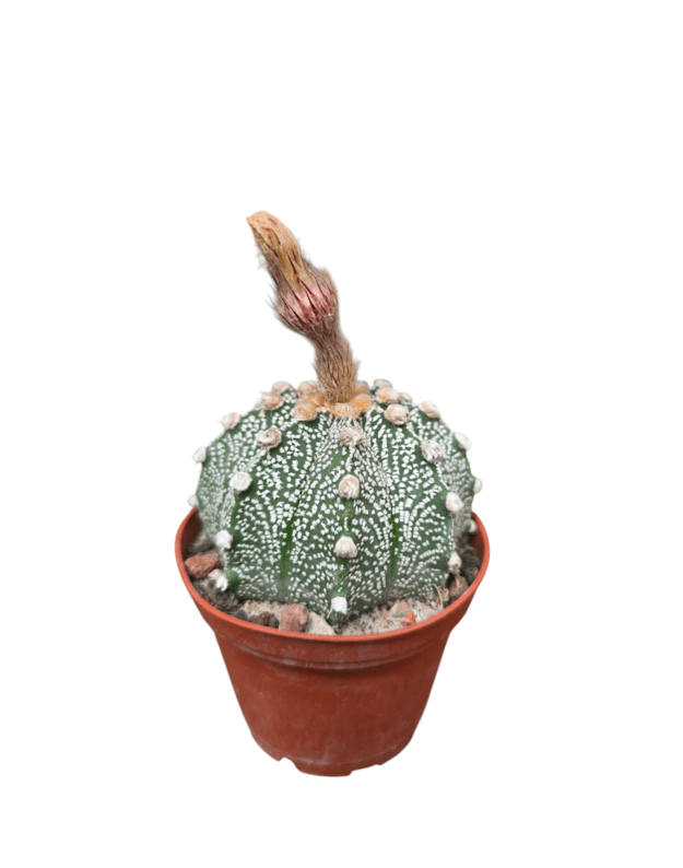 Astrophytum asterias 