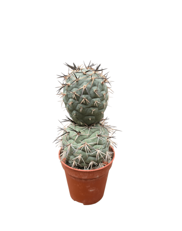 Tephrocactus geometricus 7