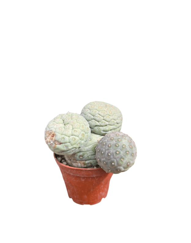 Tephrocactus geometricus 7