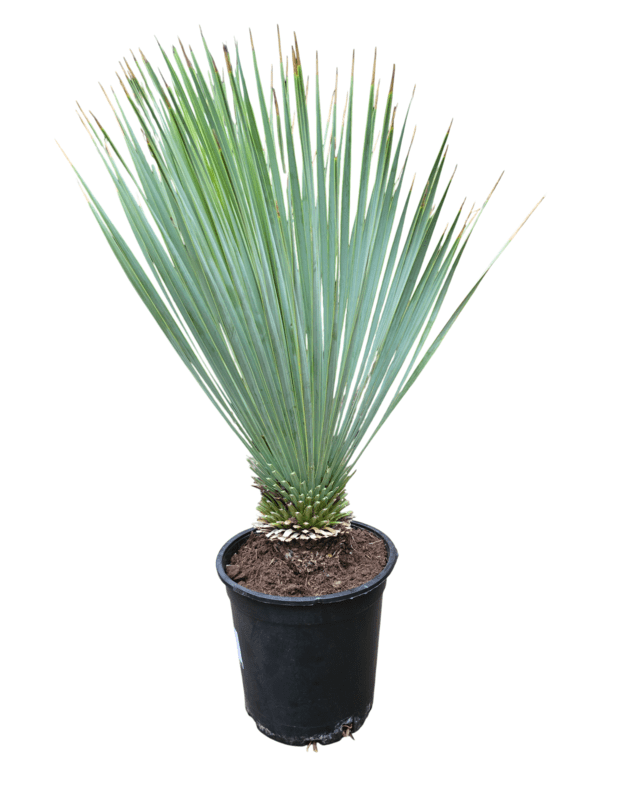 Yucca rostrata