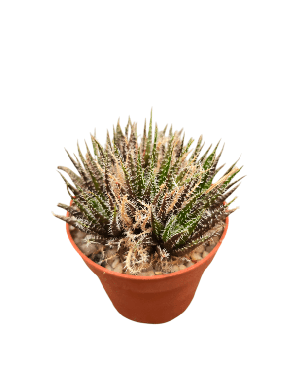 Aloe haworthioides