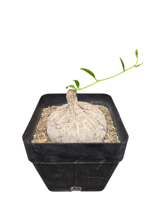 Ipomoea cairica