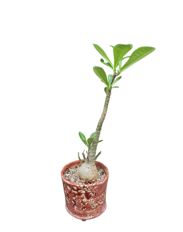 Adenium obesum
