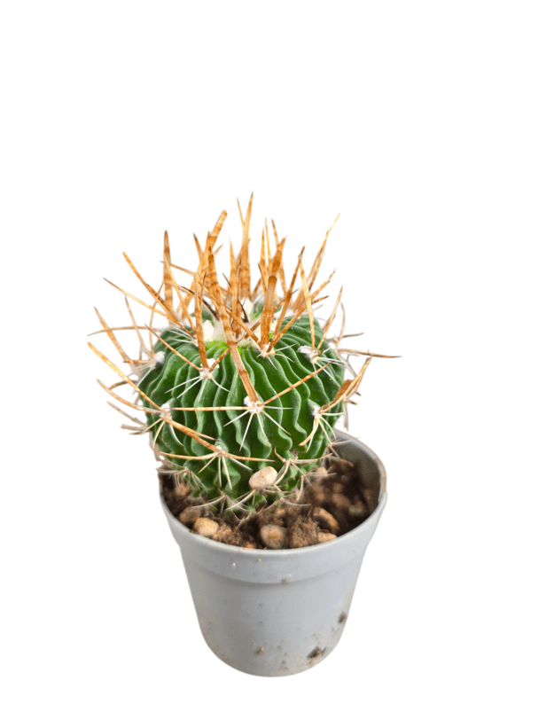 Echinofossulocactus multicostatus