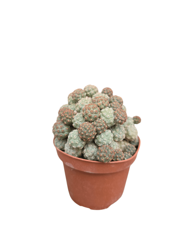 Puna bonniae
