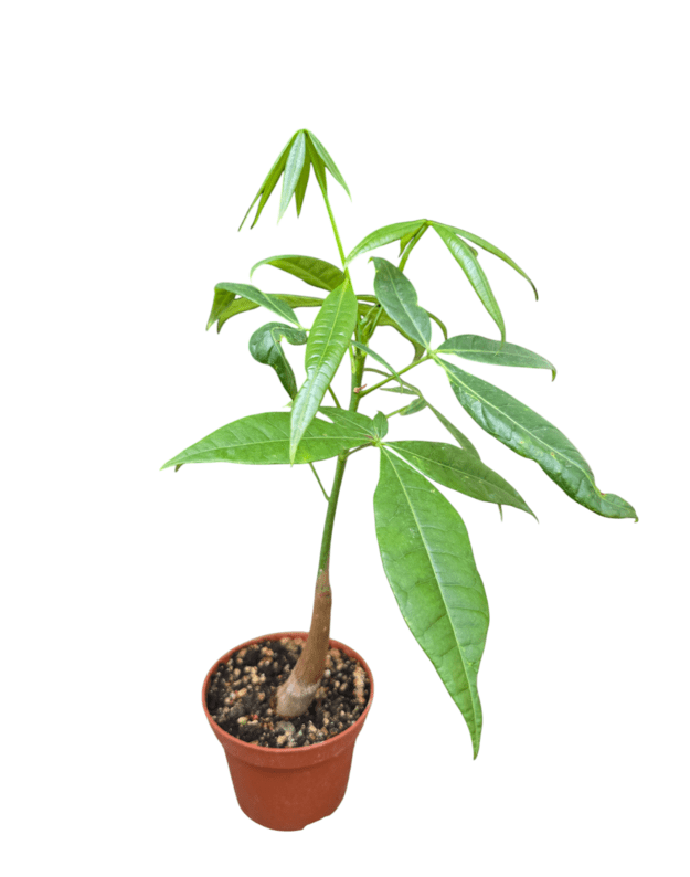 Pachira aquatica