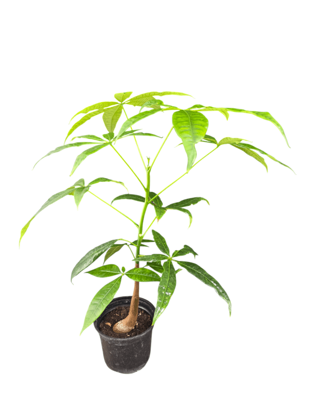 Pachira aquatica