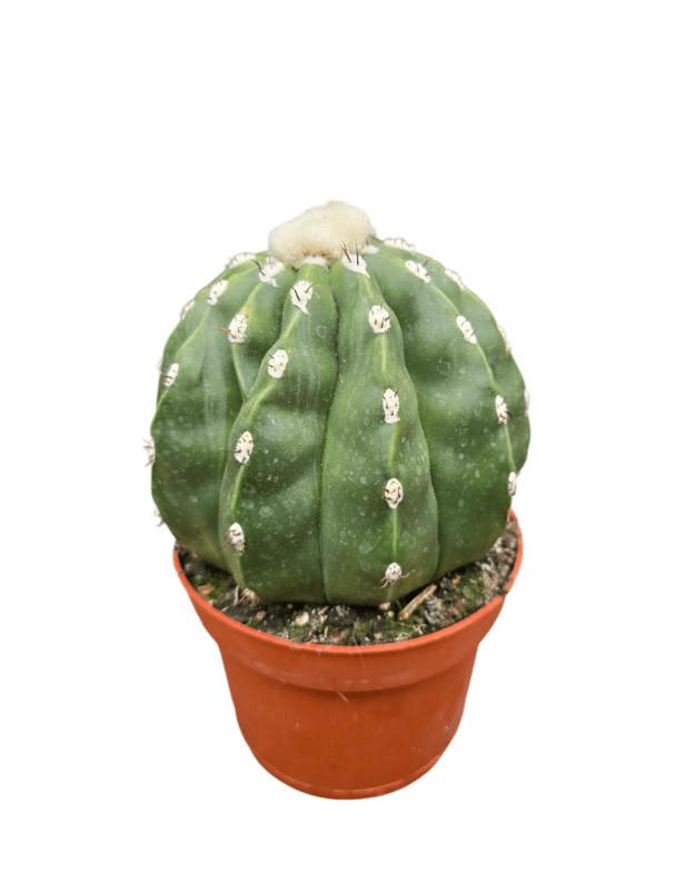 Melocactus maxonii inermis