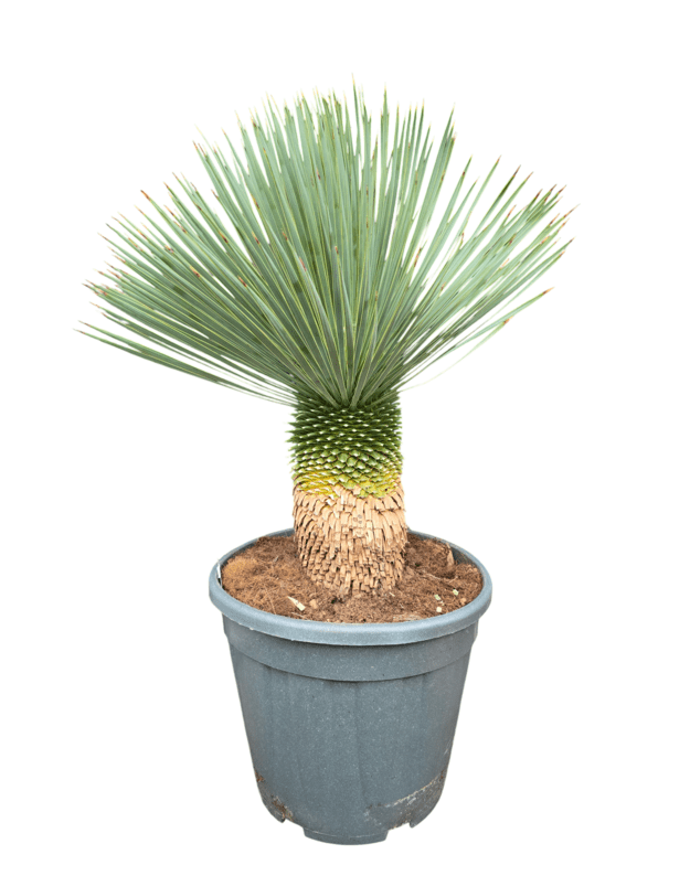 Yucca rostrata