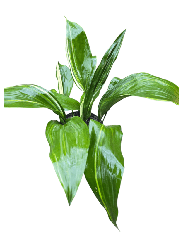 Aspidistra elatior variegata