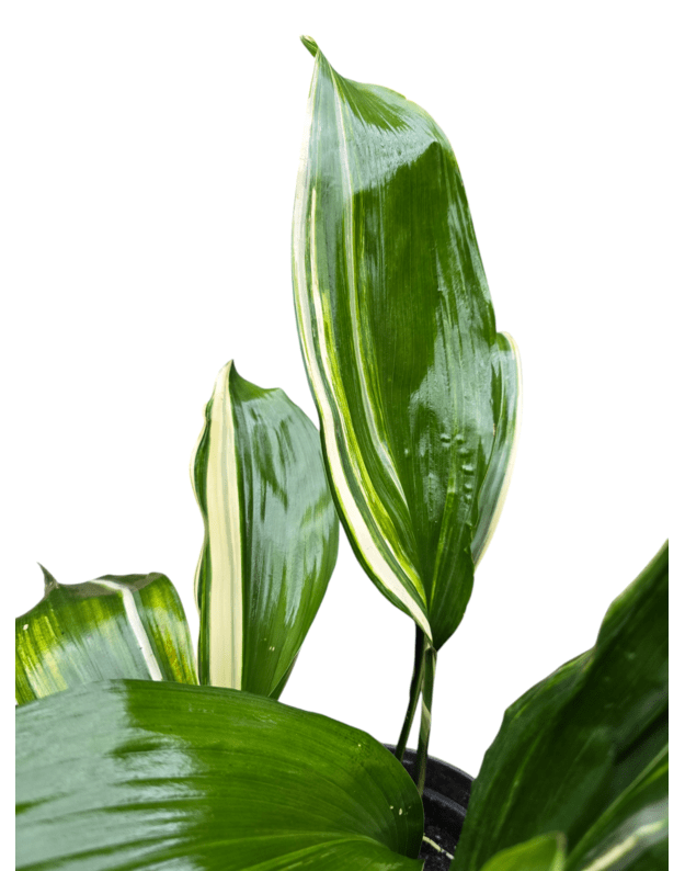 Aspidistra elatior variegata