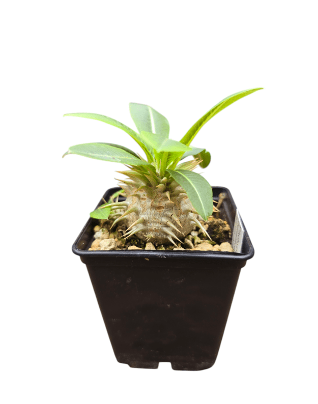 Pachypodium densiflorum