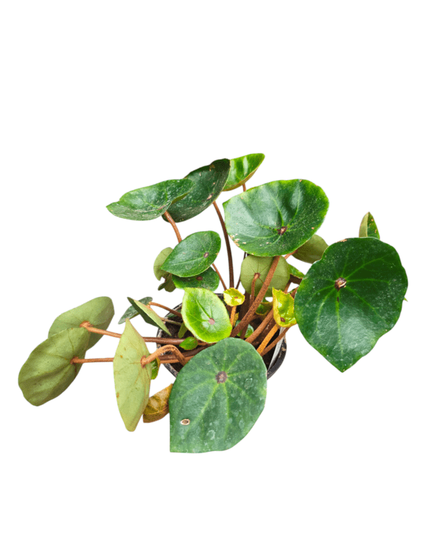 Begonia red ruby