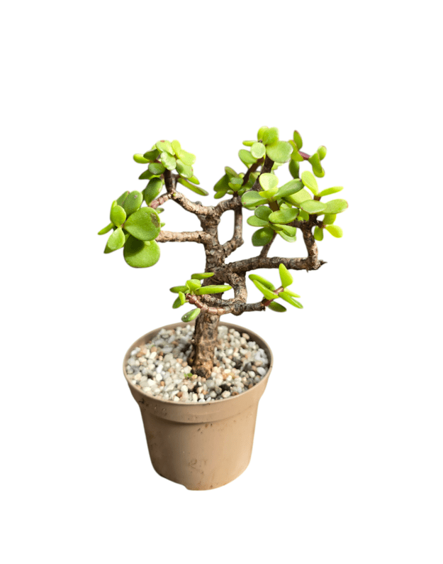 Portulacaria afra 